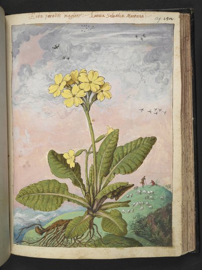 Primula eliator: Eine Pflanze mit gelben Blütenblättern, aus 