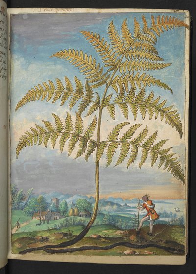 Pteridium aquilinium: Ein Farn, aus "Paintings of Flora of the Roman States" von Gherardo Cibo von Gherardo Cibo