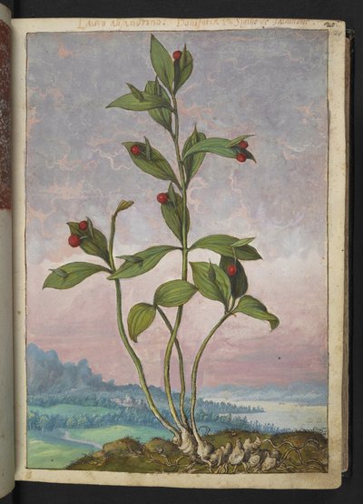 Ruscus hypoglossum: Eine Pflanze mit roten Beeren, aus 