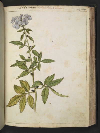Sanicula, aus "Gemälde der Flora der römischen Staaten" von Gherardo Cibo, Add MS 22333, f126r, ca. 1564-84 von Gherardo Cibo