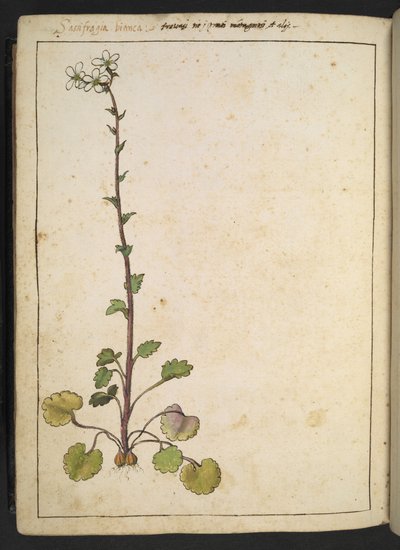 Saxifraga bianca, Alpenblume mit weißen Blütenblättern, aus "Gemälde der Flora der römischen Staaten" von Gherardo Cibo von Gherardo Cibo