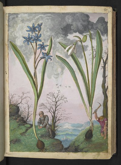 Scilla bifolia und Galanthus nivalis, aus "Paintings of Flora of the Roman States" von Gherardo Cibo von Gherardo Cibo