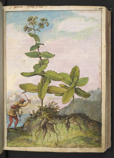 Sedum telephium, aus "Gemälde der Flora der römischen Staaten" von Gherardo Cibo, Add MS 22333, f043r, ca. 1564-84 von Gherardo Cibo