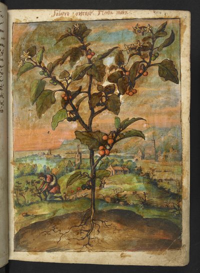 Solanum nigrum: Eine Pflanze mit orangefarbenen Früchten, aus 