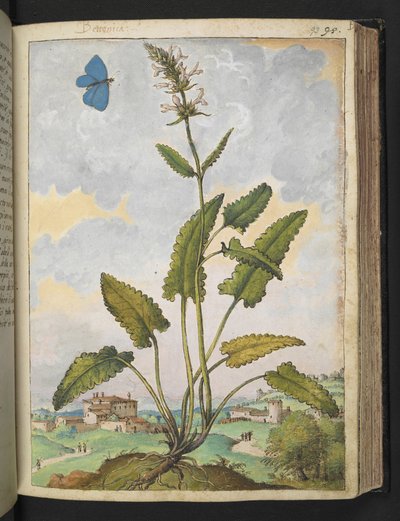 Stachys officinalis, aus 