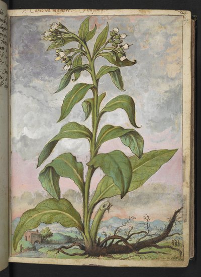 Symphytum officinale (Beinwell), aus "Paintings of Flora of the Roman States" von Gherardo Cibo von Gherardo Cibo