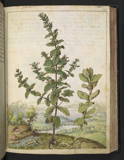 Teucrium scordium, aus 