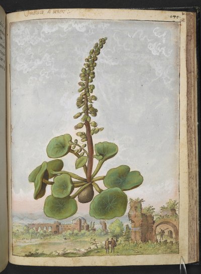 Umbilicus rupestris (Nabelkraut): Essbare Blütenpflanze, aus 