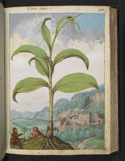 Veratrum nigrum, aus 