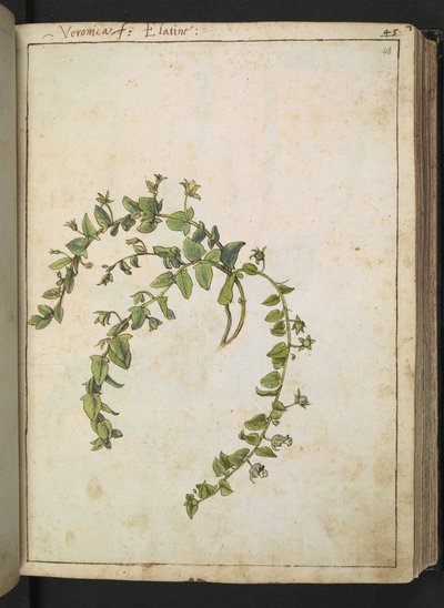 Veronica, aus "Gemälde der Flora der römischen Staaten" von Gherardo Cibo, Add MS 22333, f048r, ca. 1564-84 von Gherardo Cibo
