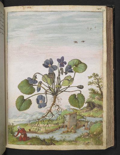 Viola odorata, aus "Gemälde der Flora der römischen Staaten" von Gherardo Cibo, Add MS 22333, f104r, ca. 1564-84 von Gherardo Cibo