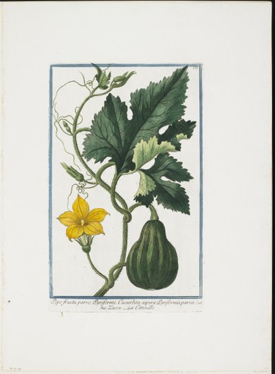 Gemüsedruck, aus Hortus Romanus, Bd. I oder II, 1772-93 von Giorgio Bonelli