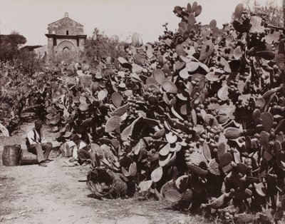 Palermo. Fichi d