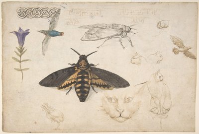 Studien einer Enzian, Motte, Vögel, Katzen, Flechtmotiv und griechische Zierleisten von Giorgio di Giovanni