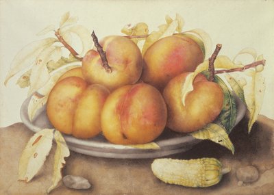 Teller mit Pfirsichen und einer Essiggurke von Giovanna Garzoni