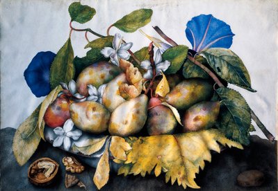 Teller mit Pflaumen, Jasmin und Nüssen. Malerei auf Pergament von Giovanna Garzoni (1600-1670) von Giovanna Garzoni