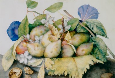 Teller mit Pflaumen, Jasmin und Walnüssen von Giovanna Garzoni