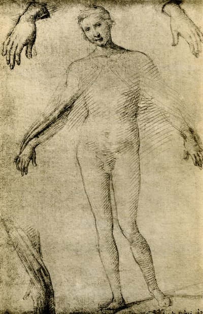 Modellstudie für eine Jungfrau Maria als Mater Misericordiae von Giovanni Antonio Bazzi Sodoma
