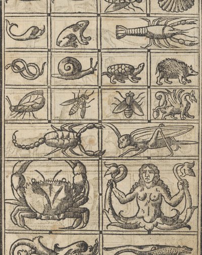 Essempio di recammi, Seite 11 recto, 1530 von Giovanni Antonio Tagliente