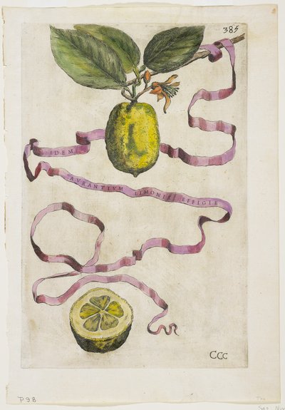 Idem Aurantium Limonis Effigle, aus Hesperides, 1646 von Giovanni Battista Ferrari