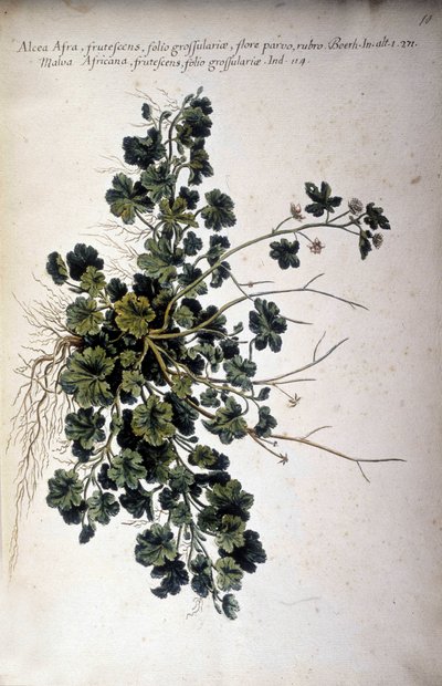 Alcea Afra - in „Historia botanica practica, seu plantarum, quae ad usum medianae pertinent, nomenclatura, descriptio et virtutes...“ von Giovanni Battista Morandi (? - 1761) von Giovanni Battista Morandi