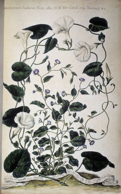 Botanische Tafel: Bindweed-Varianten. Convolvulus-Varianten (Convolvulus Indicus flora albo; Convolvulus Siculus). Giovanni Battista Morandi, Hortulus botanicus pictus sive collectio plantarum..., Band I von Giovanni Battista Morandi