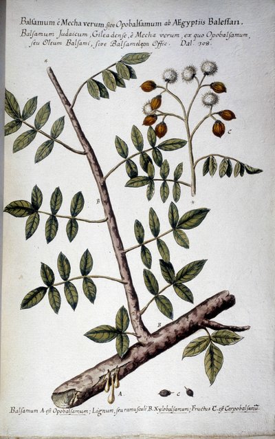 Opobalsamum (Zweig mit Harz) - In „Historia botanica practica, seu plantarum, quae ad usum medianae relevant, nomenclatura, descriptio et virtutes...“ von Giovanni Battista Morandi (? - 1761) von Giovanni Battista Morandi