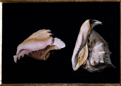 Zwei Muscheln (Stillleben mit Muscheln) von Giovanni Girolamo Savoldo