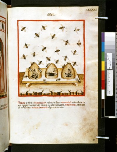 Theatrum sanitatis von Ububchasym de Baldach: 