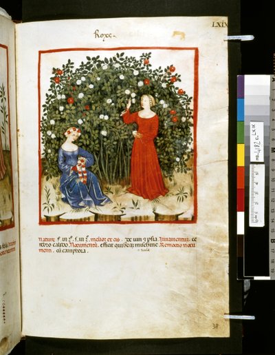 Theatrum sanitatis von Ububchasym de Baldach: 