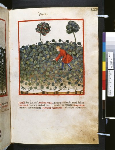 Theatrum sanitatis von Ububchasym de Baldach: 