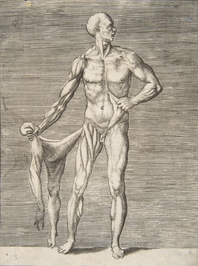 Mann von vorne gesehen, hält die Haut seines rechten Arms und Beins in seiner rechten Hand, 16. Jahrhundert von Giulio Bonasone
