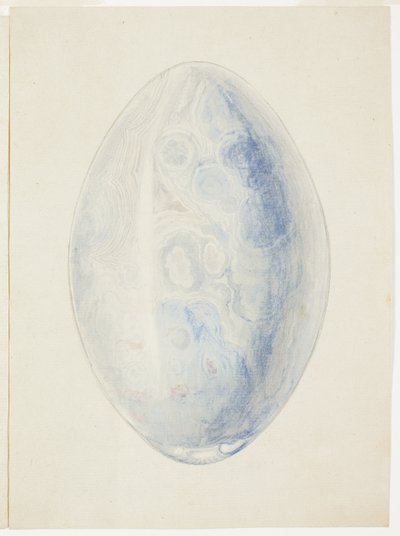 Übersicht über ovale Muschelschale von Giuseppe Grisoni