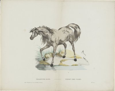 Vollbluthengst von Glenisson and Van Genechten