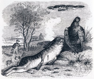 Der Hase und das Rebhuhn - Fabeln von La Fontaine von Grandville