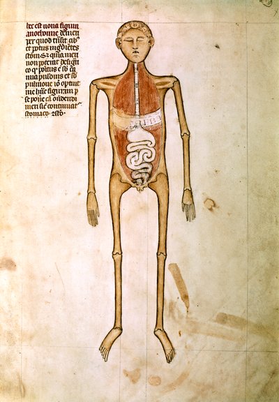 ANATOMIE: Miniatur aus "Anatomie" von Guido da Vigevano, Arzt von König Philipp VI. von Frankreich von Guido da Vigevano da Pavia