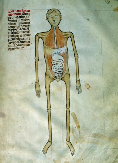 Medizin: Anatomie- und Chirurgie-Tafel, die eine Rinde darstellt. Ansicht des Verdauungssystems. Seite aus dem Manuskript „Liber notabilium Philippi septimi francorum regis, a libris Galieni extractus“ von Gui de Pavia von Guido da Vigevano da Pavia