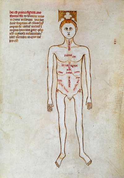 Chirurgie: Darstellung des menschlichen Körpers. Miniatur in „Liber notabilium Philippi septimi francorum regis, a libris Galieni extractus“ geschrieben von Gui (Guy) von Pavia von Guido da Vigevano da Pavia