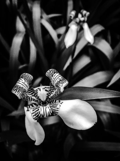 Blume Nr. 1, 2025 von Guilherme Pontes