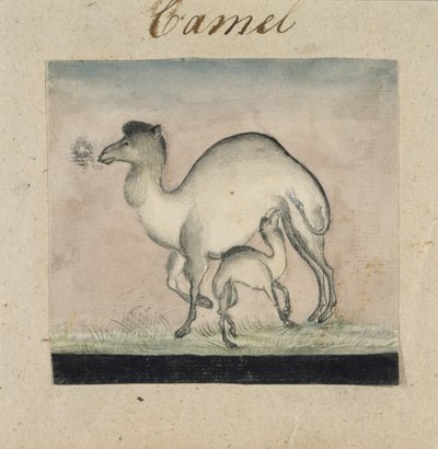 Mutterkamel und ihr Kalb von Gungaram Tambat