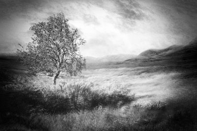 Ätherischer einsamer Baum von Gustav Davidsson