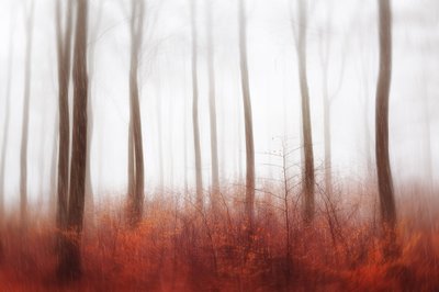 Nebliger Roter Wald von Gustav Davidsson