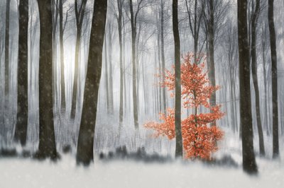 Orangenbaum im Winterwald von Gustav Davidsson