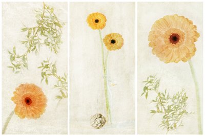 Weiches Gerbera-Triptychon von Gustav Davidsson