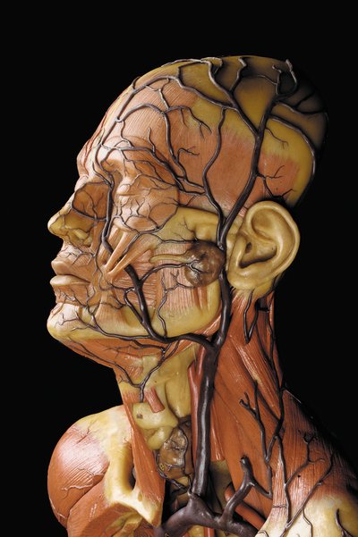 (Detail) eines männlichen anatomischen Écorché-Modells, das Muskeln, Arterien und Venen, den Kreislauf und das Nervensystem zeigt von Gustav Zeiller