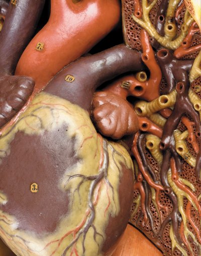 (Detail) eines männlichen anatomischen Écorché-Modells, das Muskeln, Arterien und Venen, den Kreislauf und das Nervensystem zeigt von Gustav Zeiller