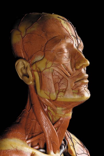 Detail eines männlichen anatomischen Écorché-Modells, das Muskeln, Arterien und Venen, den Kreislauf und das Nervensystem zeigt (Detail) von Gustav Zeiller