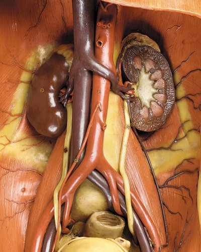 Detail eines männlichen anatomischen Écorché-Modells, das Muskeln, Arterien und Venen, den Kreislauf und das Nervensystem zeigt (Detail) von Gustav Zeiller