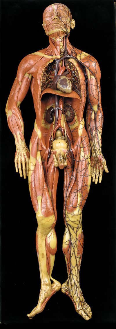 Männliches anatomisches Ecorche-Modell, das Muskeln, Arterien und Venen, den Kreislauf und das Nervensystem zeigt von Gustav Zeiller