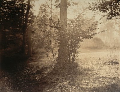 Baumstudie, Wald von Fontainebleau, ca. 1856 von Gustave Le Gray